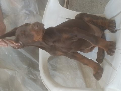 Anne baba a scr doberman