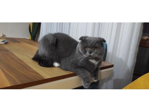 Yakışıklı scottish fold oğlum loki