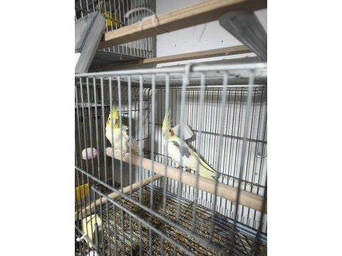 4 takım sultan papağanı kafes herşeyiyle sahiplendireceğim