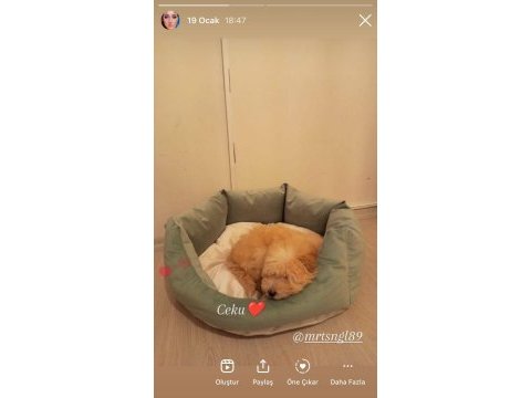 Eğlenceli 5 aylık dişi maltipoo