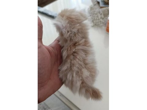 Chinchilla kedileri