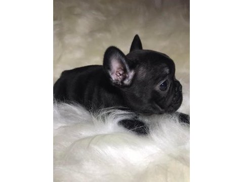 A+ kalite french bulldog yavrularımız