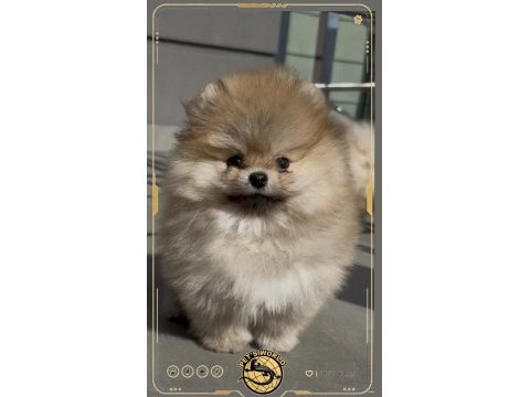 Mini pomeranian boo yavrumuz
