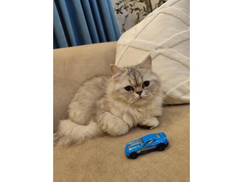 Silver british longhair