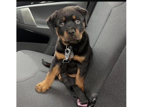Rottweiler köpeği