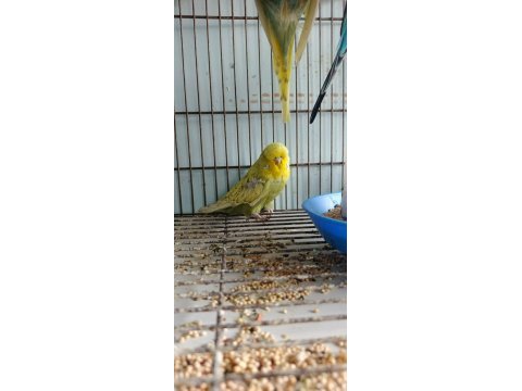 Show jumbo muhabbet kuşlar