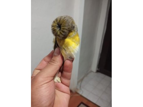 Kanarya vasıflı gloster