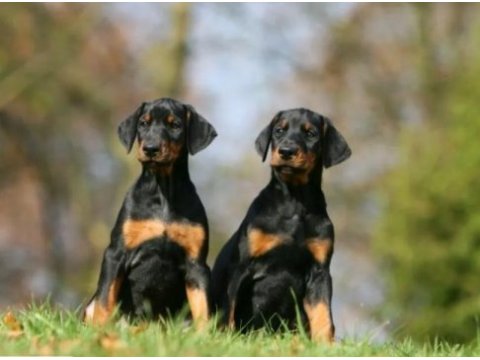 Kızıl show kalite doberman yavrular