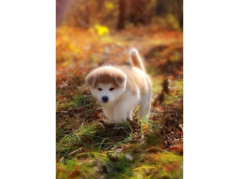 Japon akita yavrularımız
