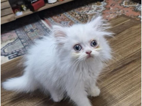 1.5 aylık british longhair erkek