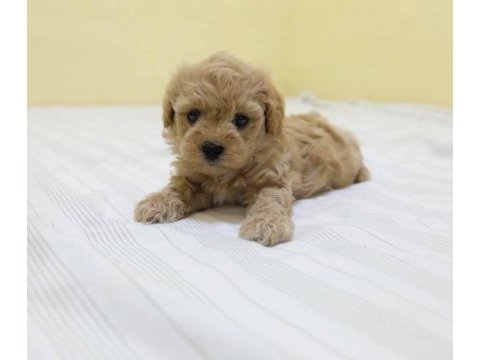 Irk garantili maltipoo yavruları