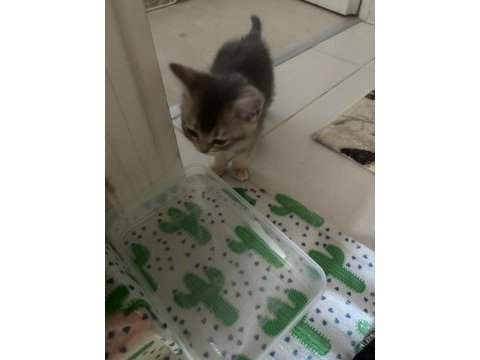 Yavru kedilerimiz - anne rus baba scottish fold