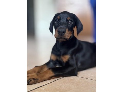 Referanslı safkan dobermanlar