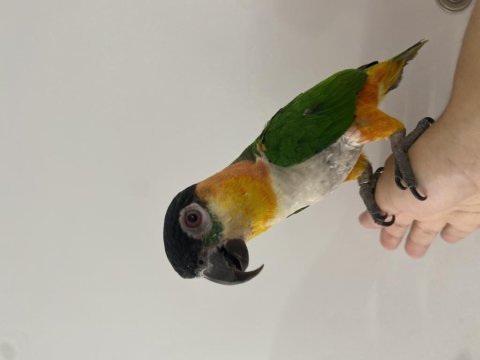 Oyun hamuru maskot siyah kafa caique