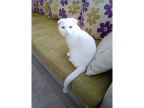 Yakışıklı british shorthair oğlumuz