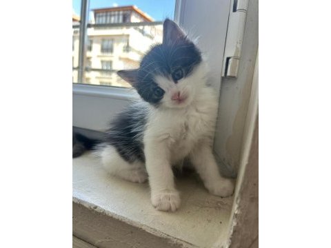 1,5 aylık erkek yavru kedimiz ailesini arıyor
