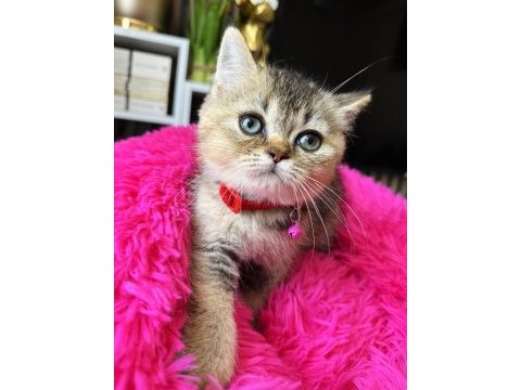 British shorthair black golden