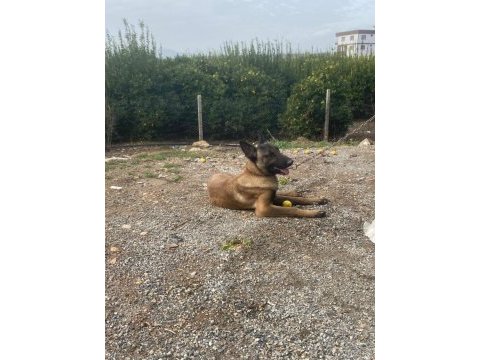 Üst düzey orijinal belçika malinois erkek