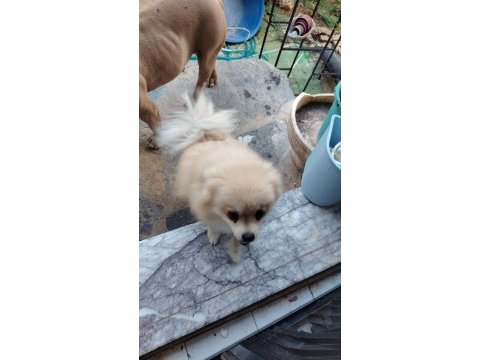 Aşılı eğitimli pomeranian kızımız yeni ailesini arıyor