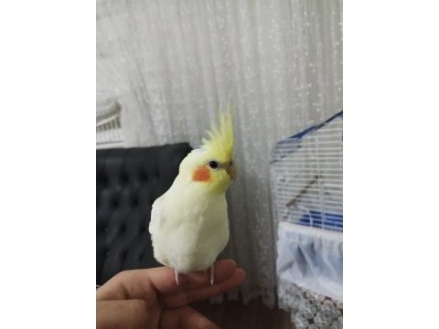 3.5 aylık kırmızı göz lutino sultan papağanı