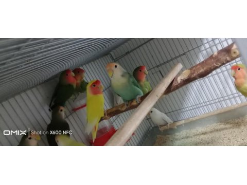 Bebiş çenet sevda papağanlarımız