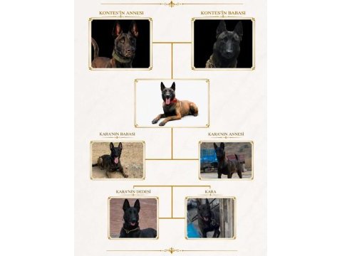 İran kan hattı dişi belçika malinois
