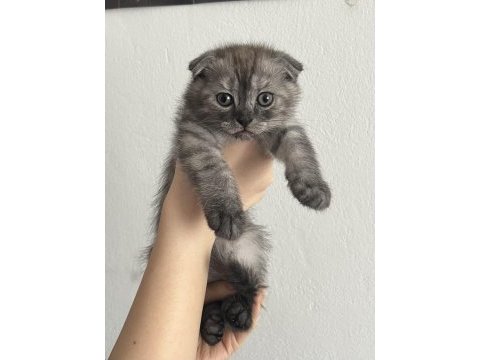 Yavru scottish fold kedimiz için ulaşın