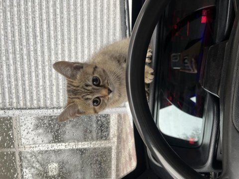 British shorthair golden black