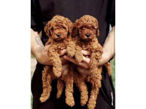 Minnoş poodle yavrular