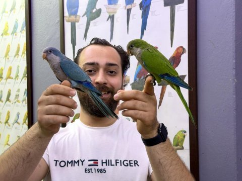 Bebek monk papağanı yavrularımız
