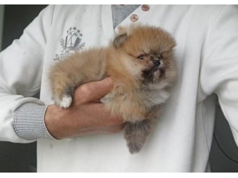 Orijinal pomeranian boo köpeğimiz