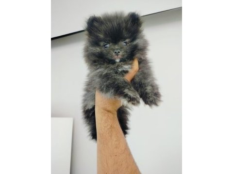 Pomeranian erkek