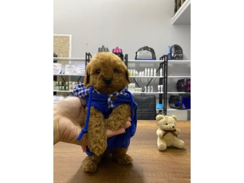 F1 maltipoo köpeği yavrular