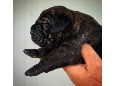 Dev gibi cane corso yavruları