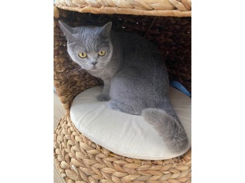 4 yaşında tüm aşıları tam british shorthair