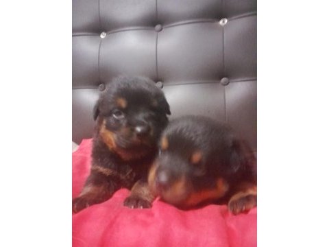 Dişi macar rottweiler koca kafa
