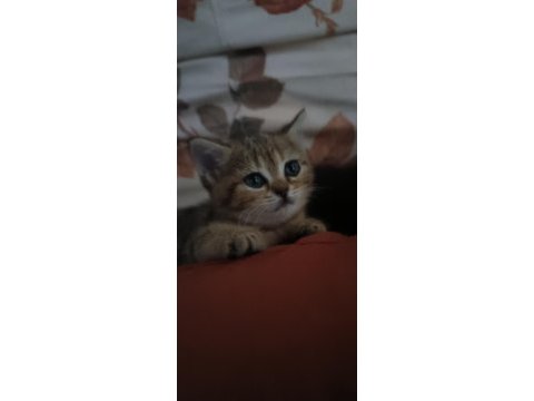 British shorthair silver tabby