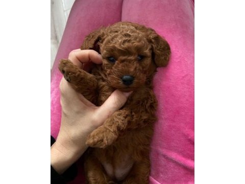 Toy poodle yavrular ilk aşıları yapıldı