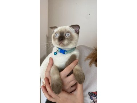 Ücretli scottish fold 5 aylık