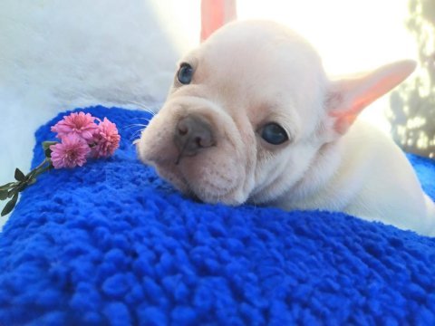 Güzeller güzeli french bulldog kızımız
