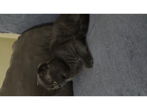 Scottish fold kedime dişi eş arıyorum