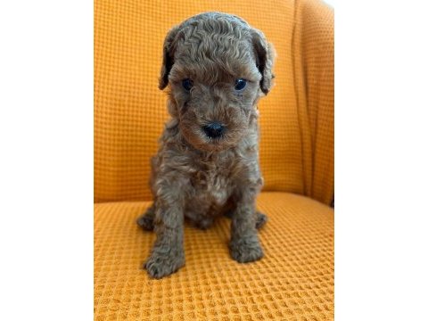 Maltipoo yavrular (4 tane mevcuttur)