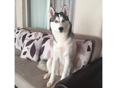 Husky 9 aylık pasaport aşılama tamamlandı