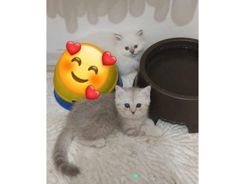 British shorthair yavrular