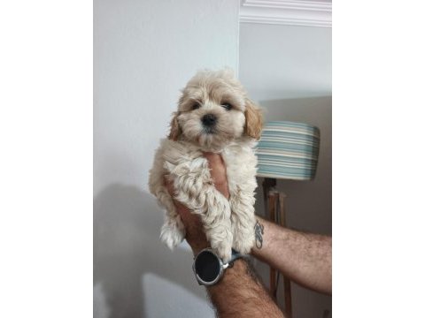 Maltipoo yavruları