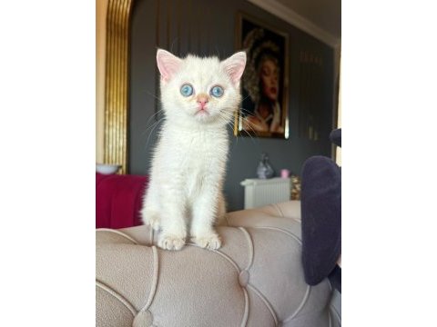 Safkan british shorthair golden point bebek
