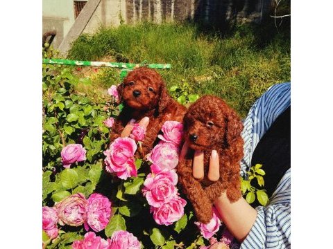 Toy poodle yavrular ruhsatlı çiftlikten