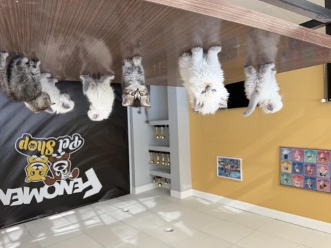 Kedi dünyasından orjinal british yavrular