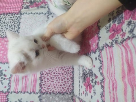 Scottish fold beyaz kedimiz