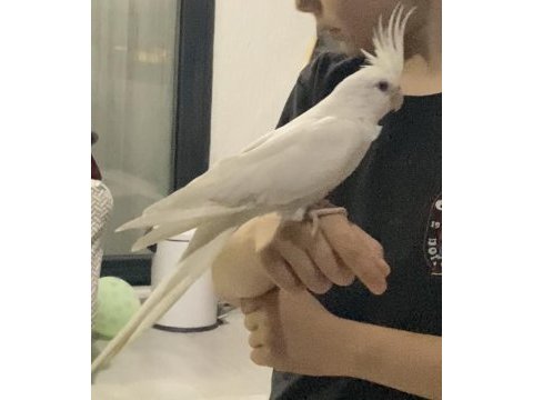Hazır kızgın sultan papağanı